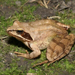 Grenouille agile