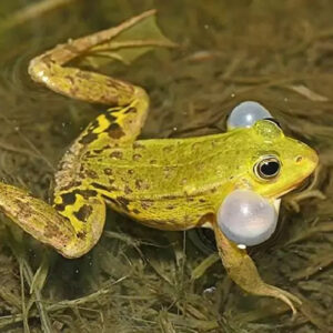 Grenouille de Lessona