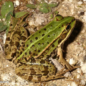 Grenouille verte