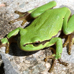 Rainette verte