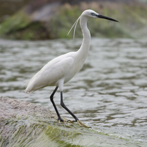 aigrette garzette