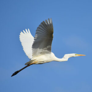 Grande aigrette
