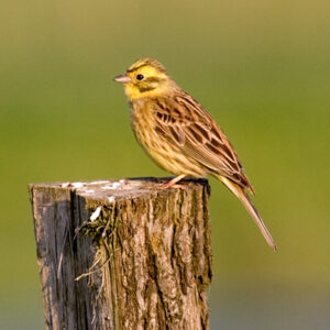 Bruant jaune