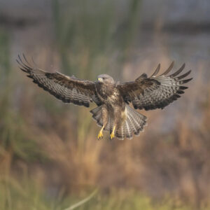 Buse variable