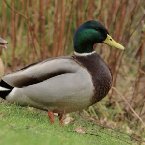 Canard colvert