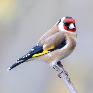 Chardonneret élégant