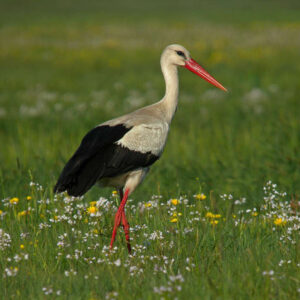 Cigogne blanche