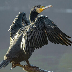 Cormoran