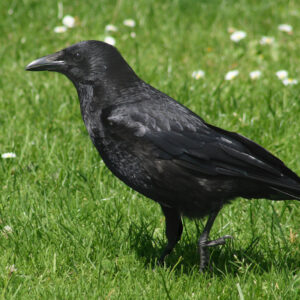 Corneille noire