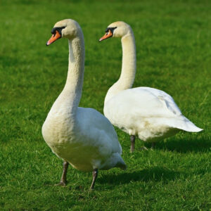 Cygne tuberculé
