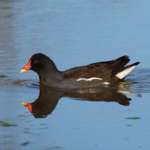 Gallinule poule d'eau