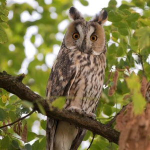 Hibou moyen duc