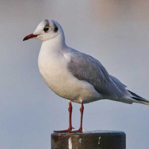 Mouette rieuse
