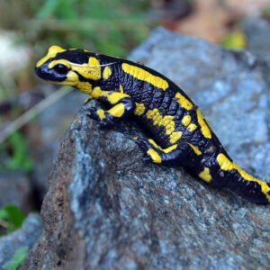 Salamandre tachetée
