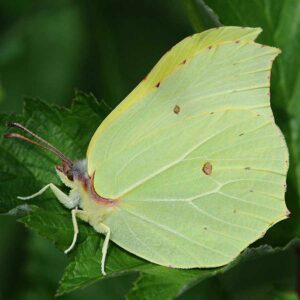 Citron