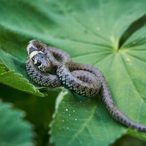 Couleuvre à collier