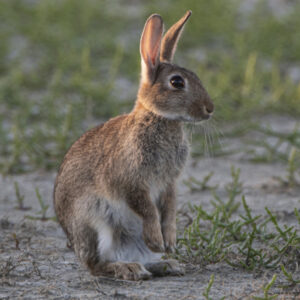Lapin de garenne