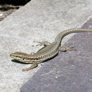 Lézard des murailles