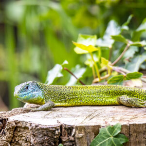 Lézard vert occidental