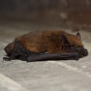 Pipistrelle commune