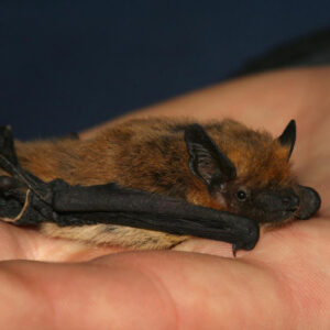 Pipistrelle de Kühl