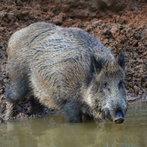 Sanglier