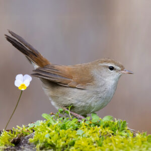 Bouscarle de cetti