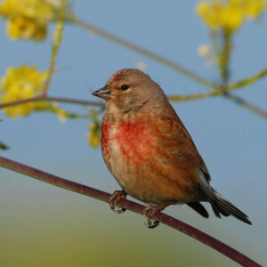 Linotte mélodieuse